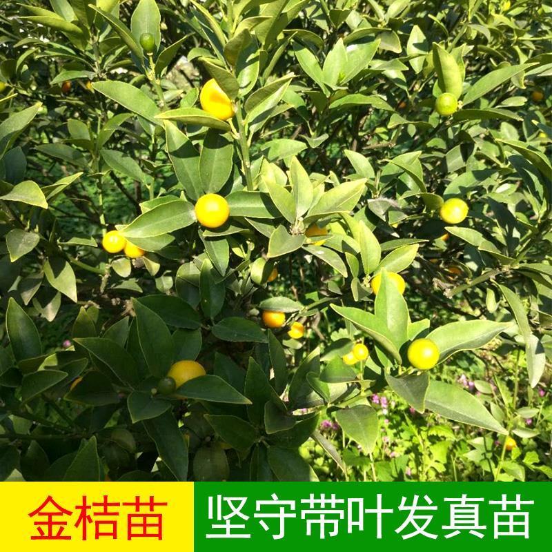 橘子树苗，蜜橘苗，早熟桔子苗