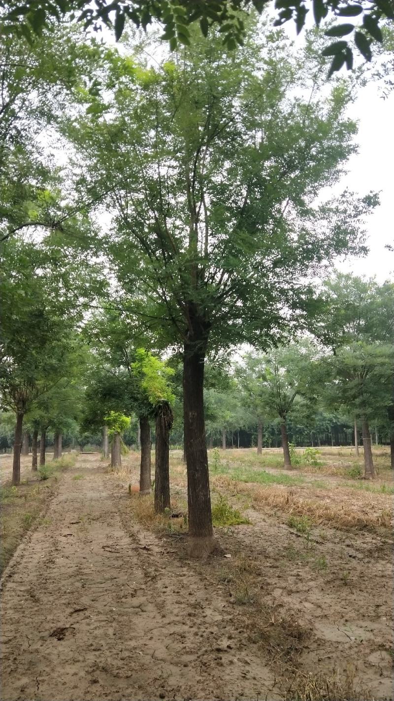 山东菏泽郓城县2年冒国槐树