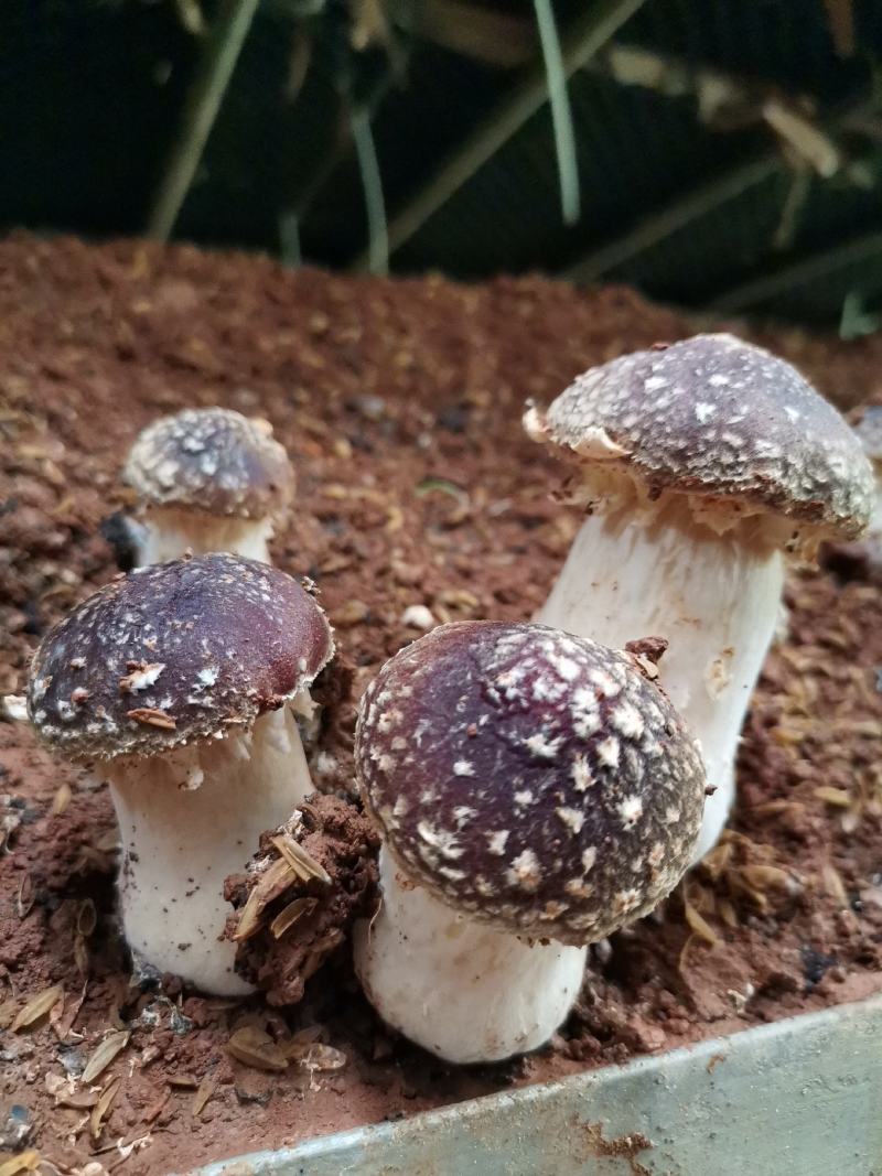 赤松茸（大球盖菇）优质菌种常年生产