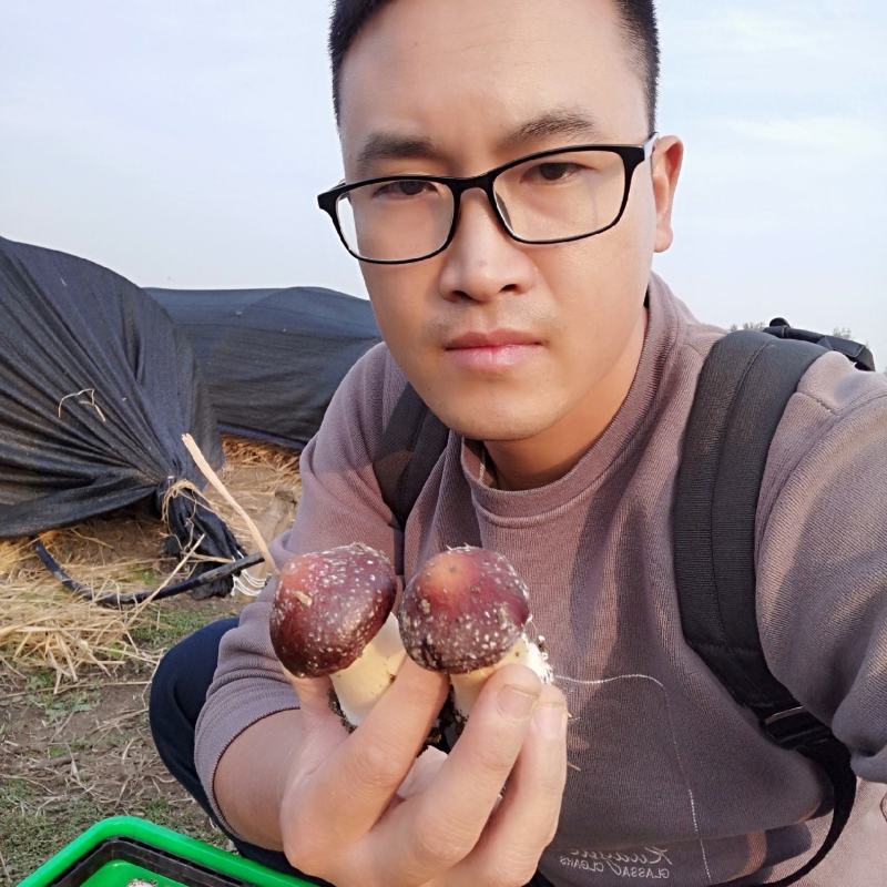赤松茸（大球盖菇）优质菌种常年生产