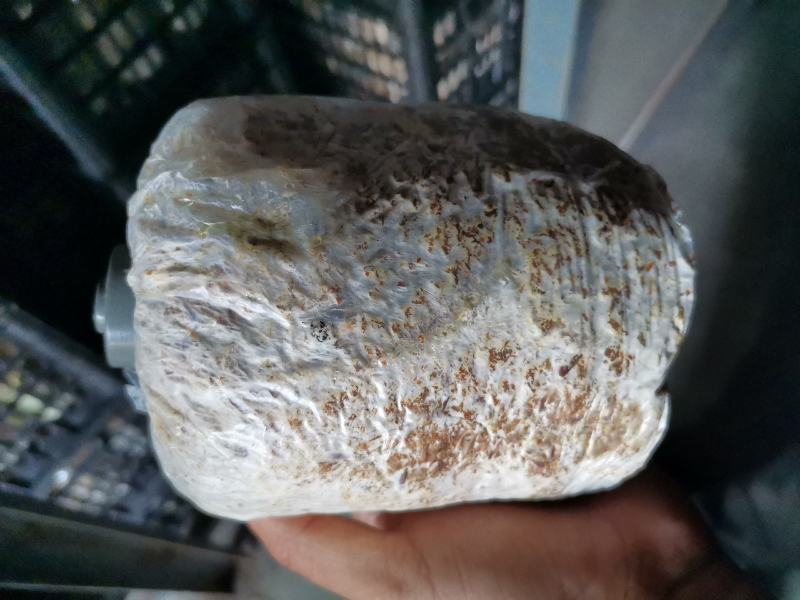 赤松茸（大球盖菇）优质菌种常年生产