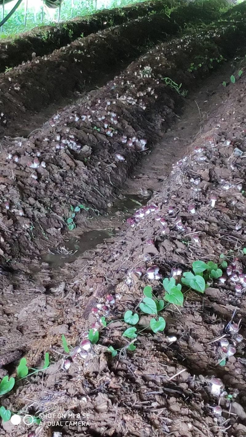 赤松茸（大球盖菇）优质菌种常年生产
