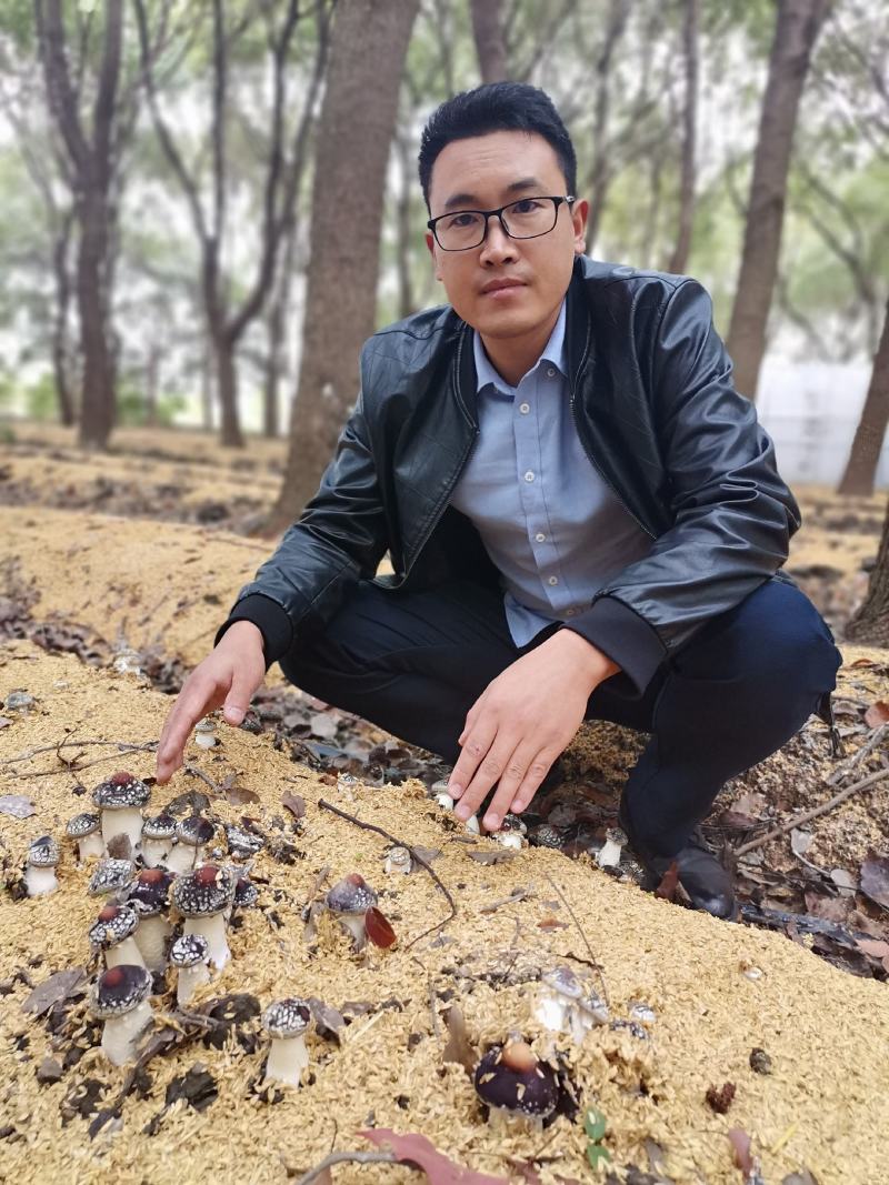 赤松茸（大球盖菇）优质菌种常年生产