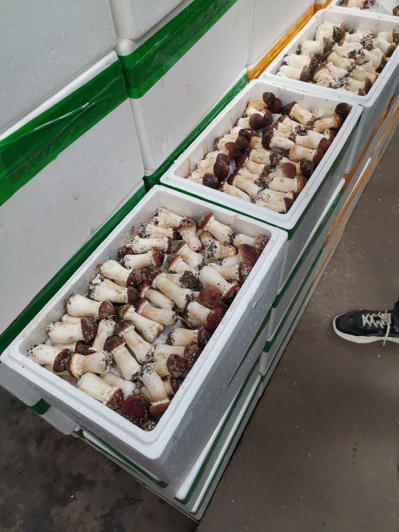 赤松茸（大球盖菇）优质菌种常年生产