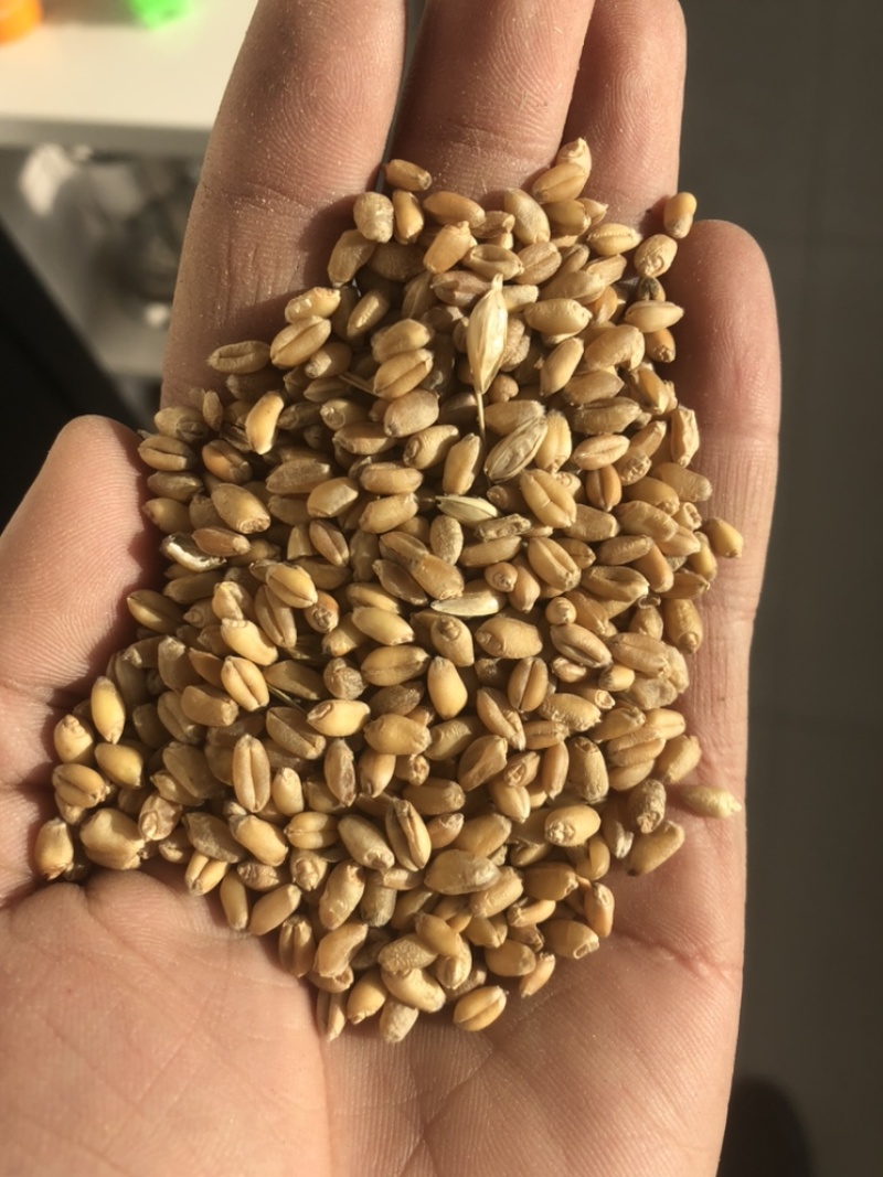武威市精品冬小麦出售