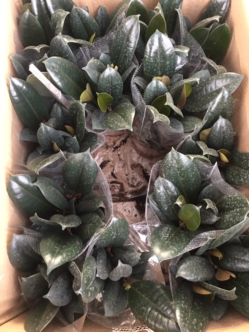 橡皮树盆栽黑金刚四季常青盆景花卉净化环境绿植办公室吸甲醛