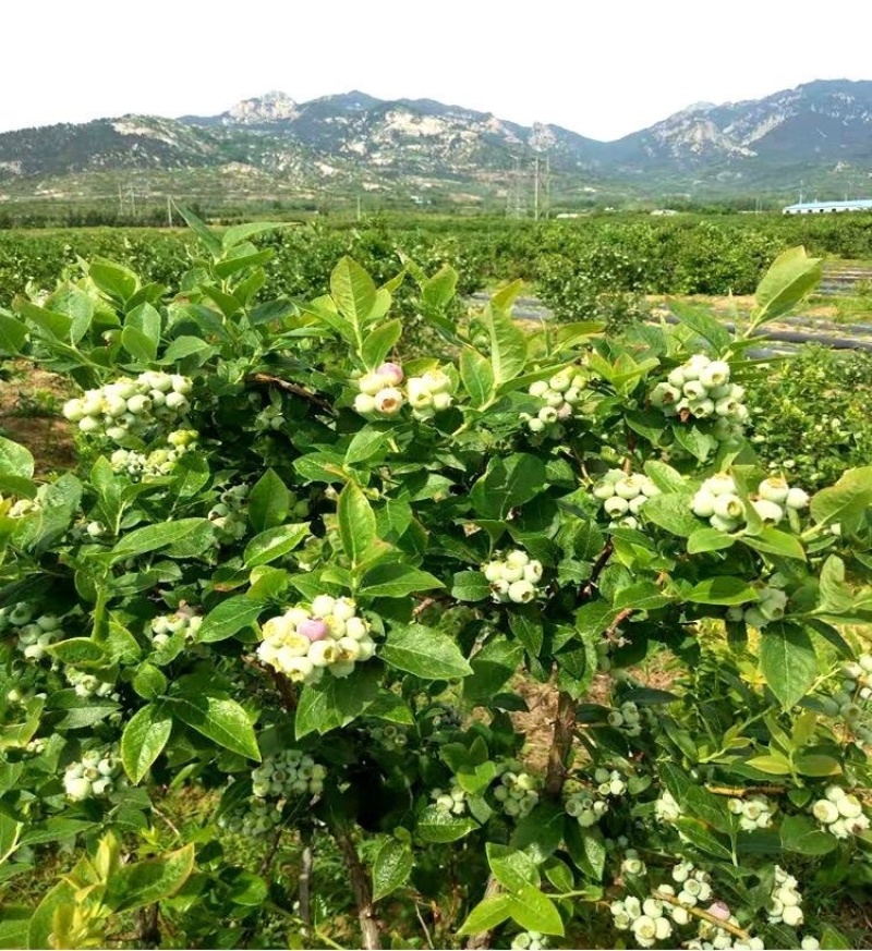 蓝莓苗蓝莓树苗树带土发货盆栽地栽兔眼奥尼尔夏普蓝南方北方