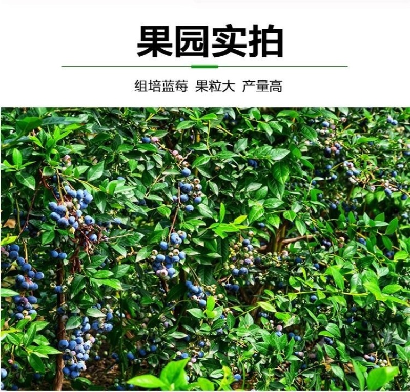 蓝莓苗蓝莓树苗树带土发货盆栽地栽兔眼奥尼尔夏普蓝南方北方