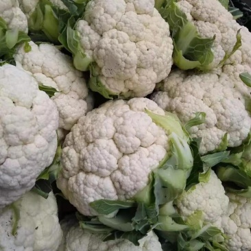 菜花，加工厂，商超，市场产地直供，货品质量保证，量大从优