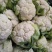 菜花，加工厂，商超，市场产地直供，货品质量保证，量大从优