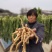 【品质精选】安徽金寨野生玉竹鲜货干货通货精品货齐全价格可议
