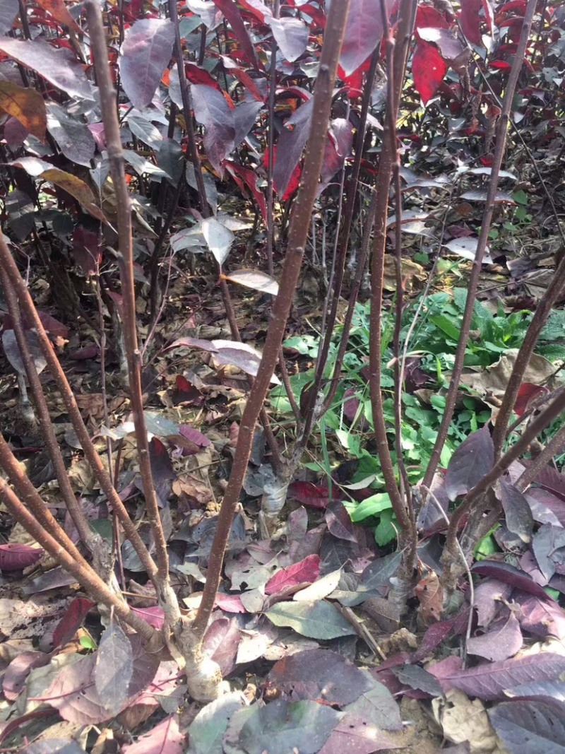 丛生紫叶矮樱树苗大田量大一二三四年苗三十万棵