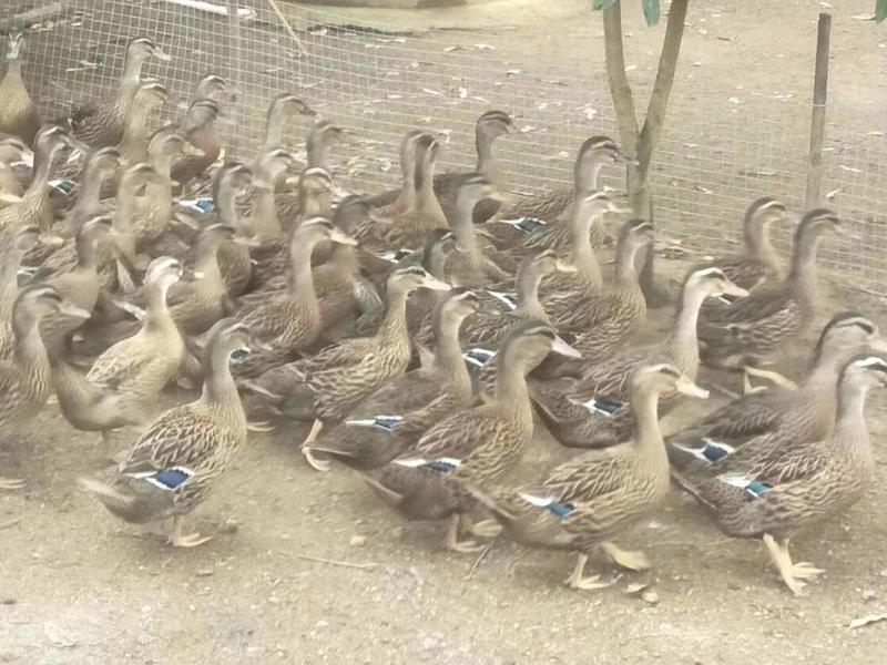 水鸭，野鸭，青头鸭养殖场直供长期有货老货水鸭