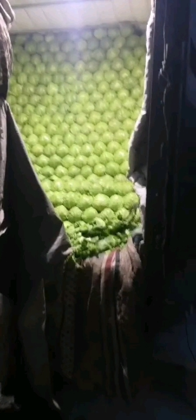 精品甘蓝，个头大均匀色泽鲜艳耐运输欢迎合作共赢