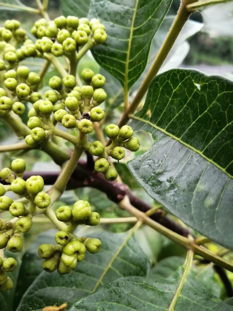 黄葛兰（白兰）假植熟货网粑苗成活率有保障四季支子，佛手，
