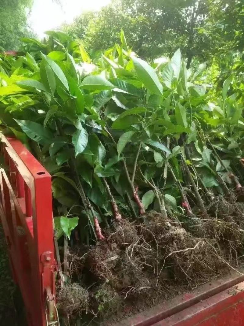 黄葛兰（白兰）假植熟货网粑苗成活率有保障四季支子，佛手，