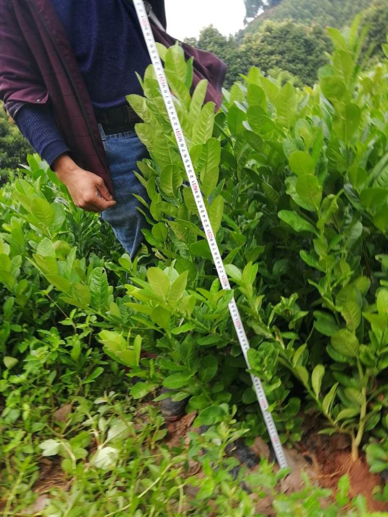 黄葛兰（白兰）假植熟货网粑苗成活率有保障四季支子，佛手，