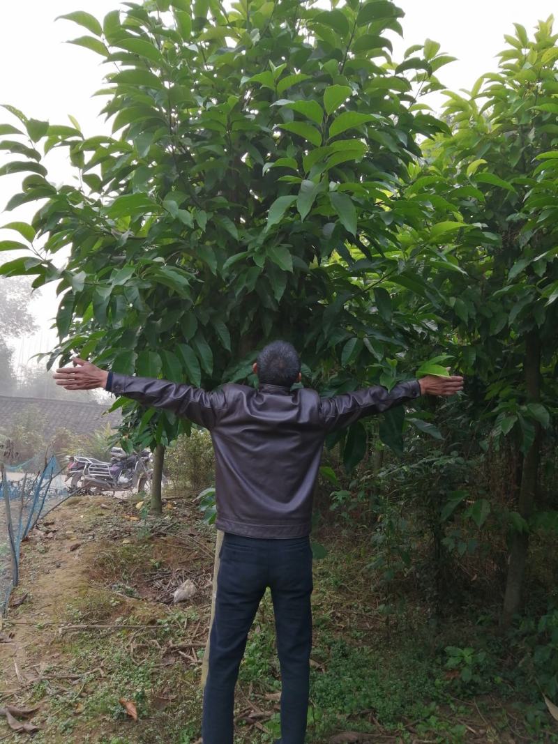 黄葛兰（白兰）假植熟货网粑苗成活率有保障四季支子，佛手，