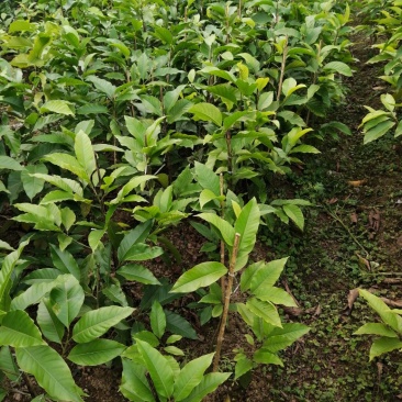 黄葛兰（白兰）假植熟货网粑苗成活率有保障四季支子，佛手，