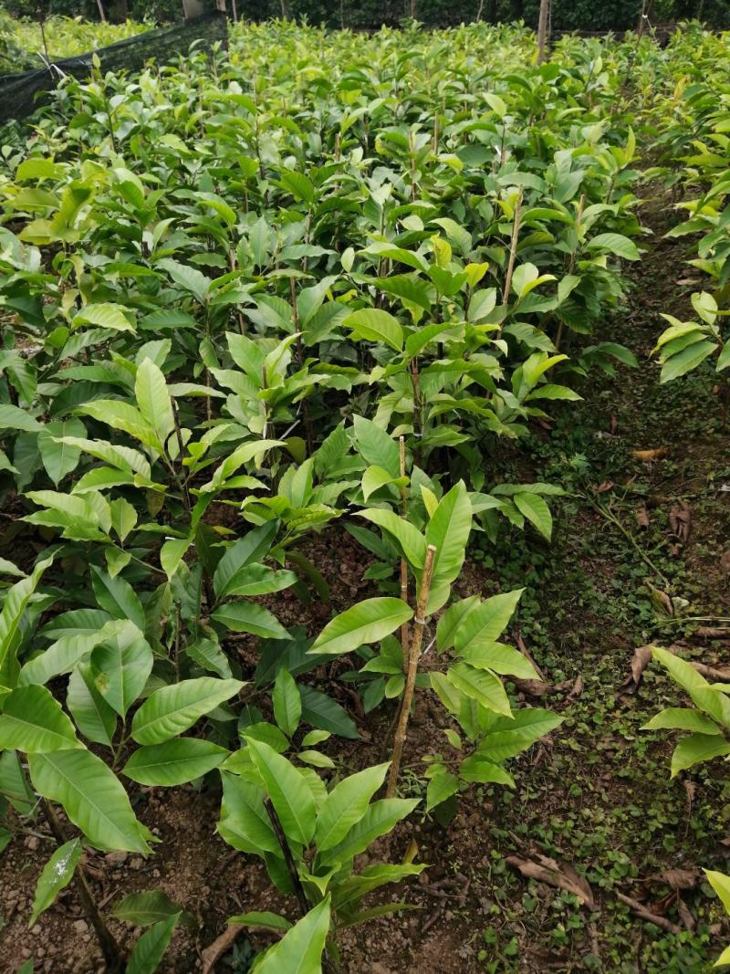 黄葛兰（白兰）假植熟货网粑苗成活率有保障四季支子，佛手，