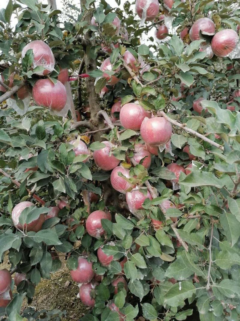 精品水晶红富士苹果口感脆甜条纹全红冰糖心苹果代发全国