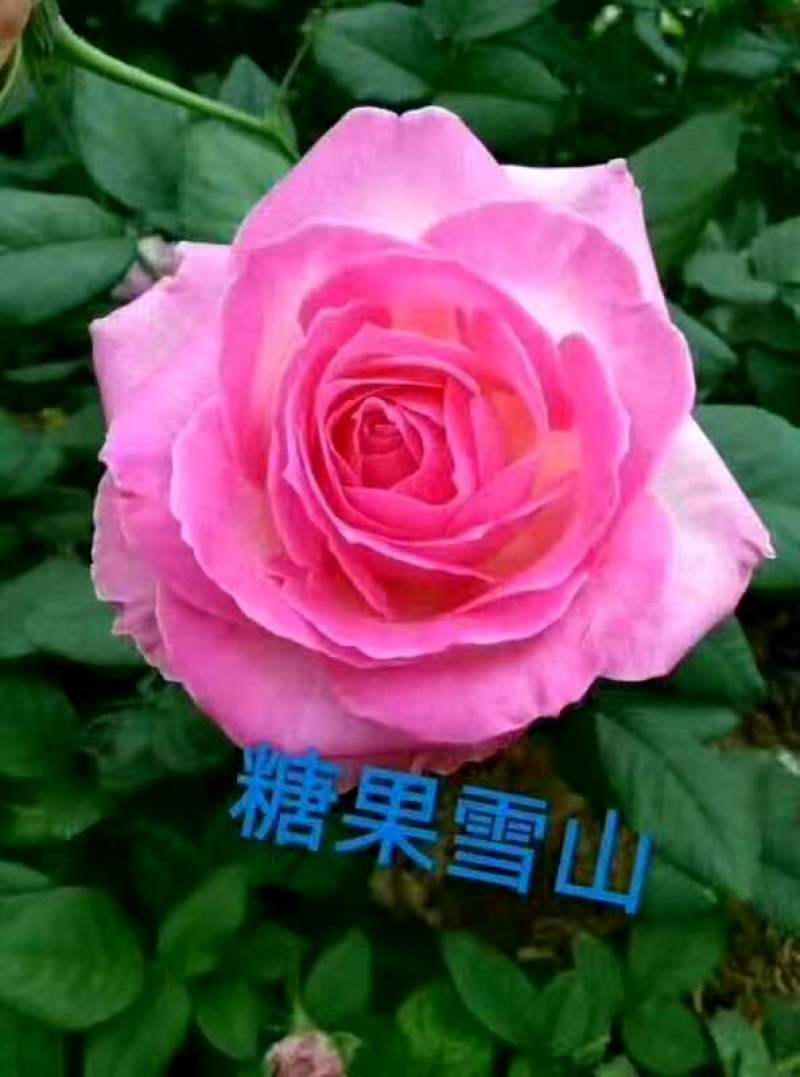月季大苗卡罗拉等各种月季大苗，高二十到六十公分。