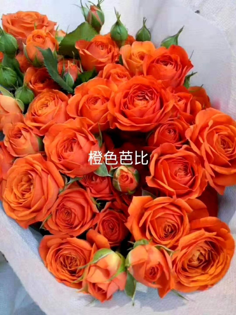 月季大苗卡罗拉等各种月季大苗，高二十到六十公分。