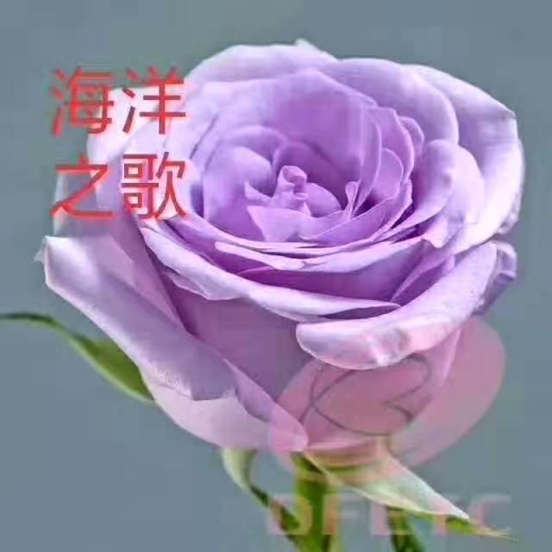 月季大苗卡罗拉等各种月季大苗，高二十到六十公分。