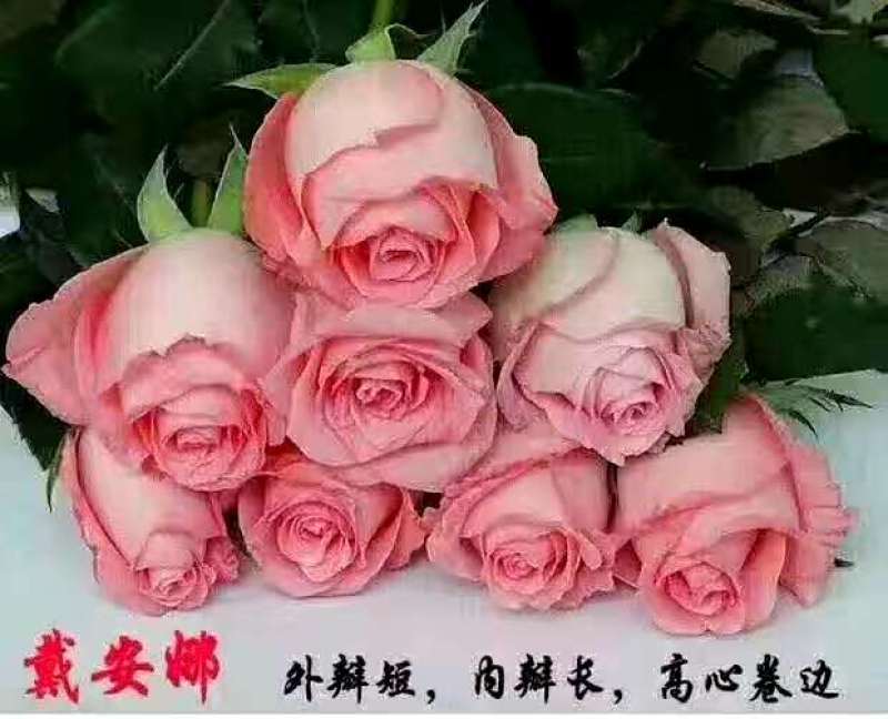 月季大苗卡罗拉等各种月季大苗，高二十到六十公分。