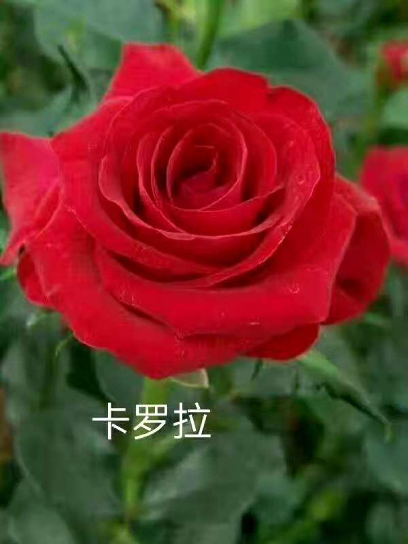 月季大苗卡罗拉等各种月季大苗，高二十到六十公分。