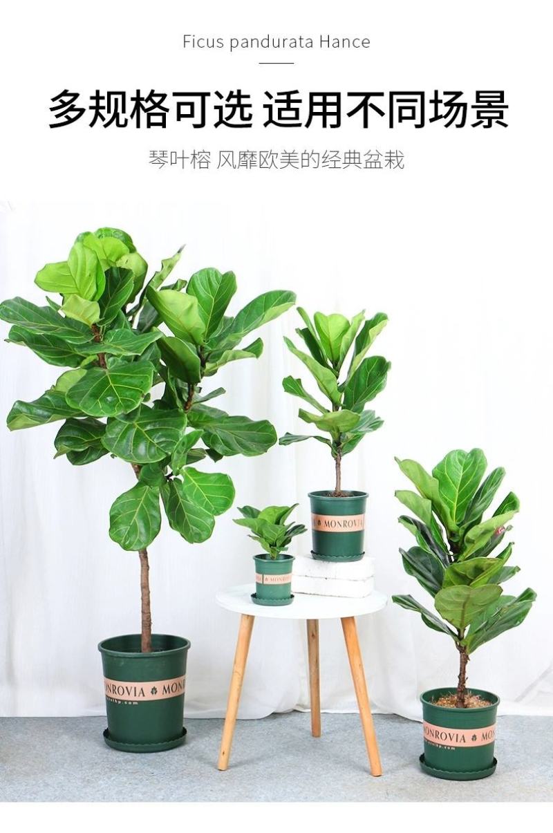 琴叶榕盆栽室内大叶型吸甲醛绿植物花卉小棒棒糖四季好养