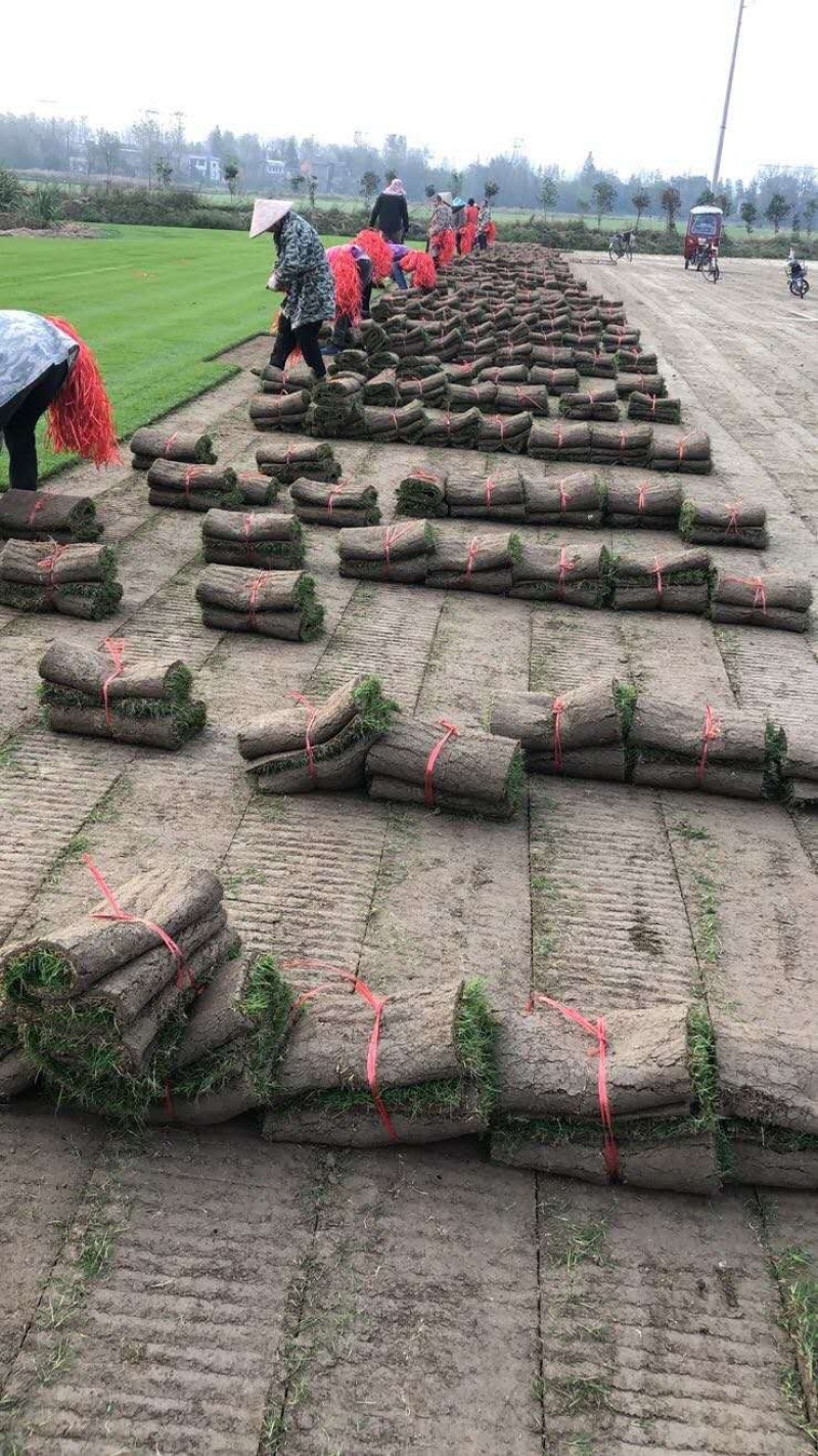 武汉基地千亩草坪供应百慕大马尼混播草四季常绿耐高温
