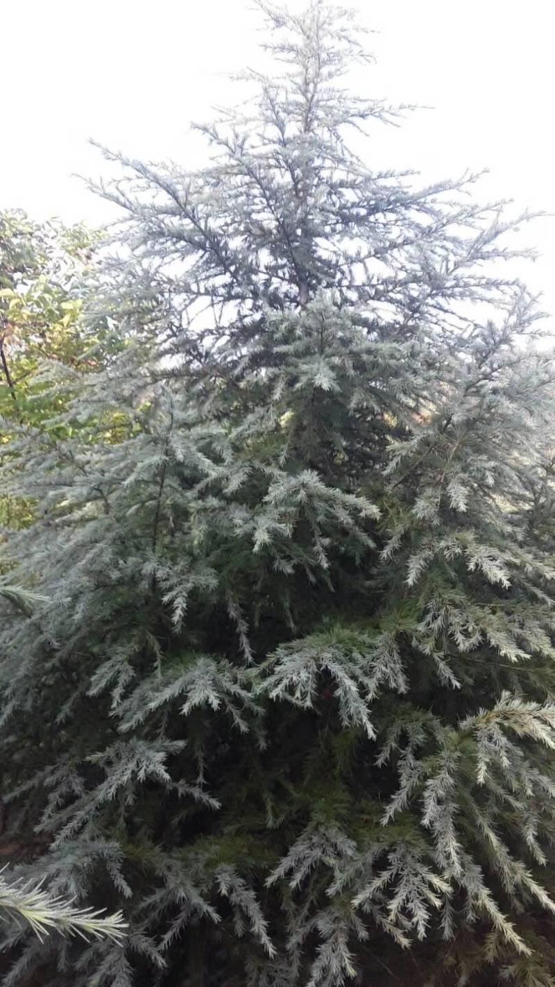 2米雪松，3米雪松，4米雪松，5米雪松，视频看货