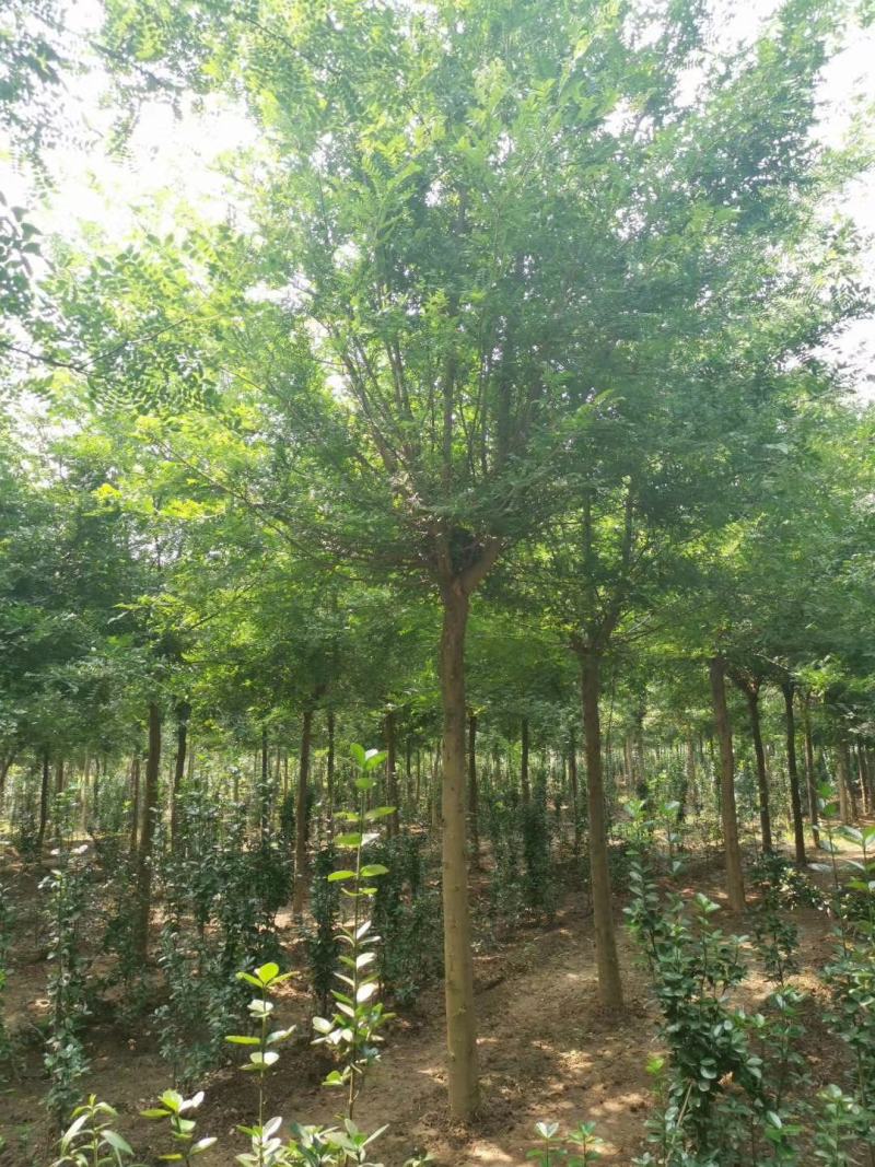 1500亩精品皂角等待出嫁，规格齐全，欢迎选购，自家苗圃