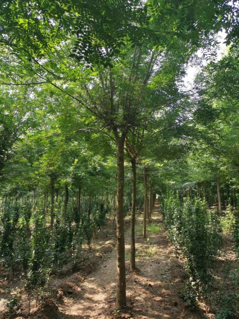 1500亩精品皂角等待出嫁，规格齐全，欢迎选购，自家苗圃