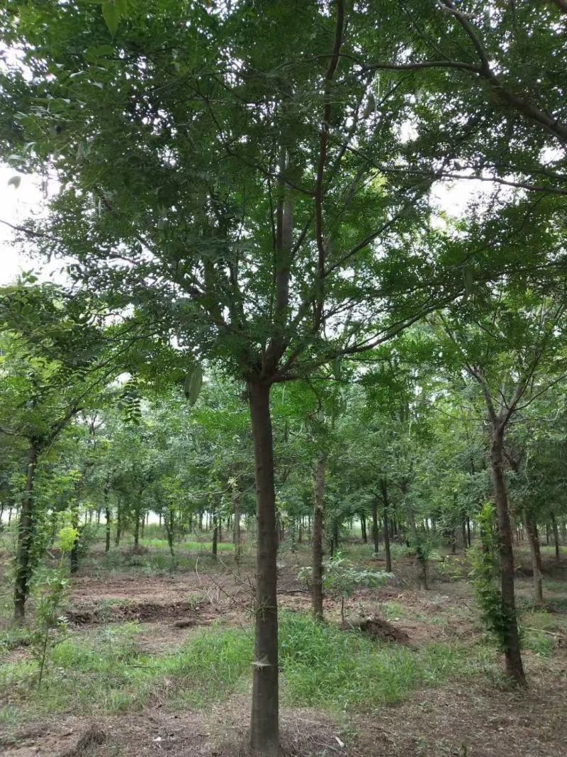 1500亩精品皂角等待出嫁，规格齐全，欢迎选购，自家苗圃