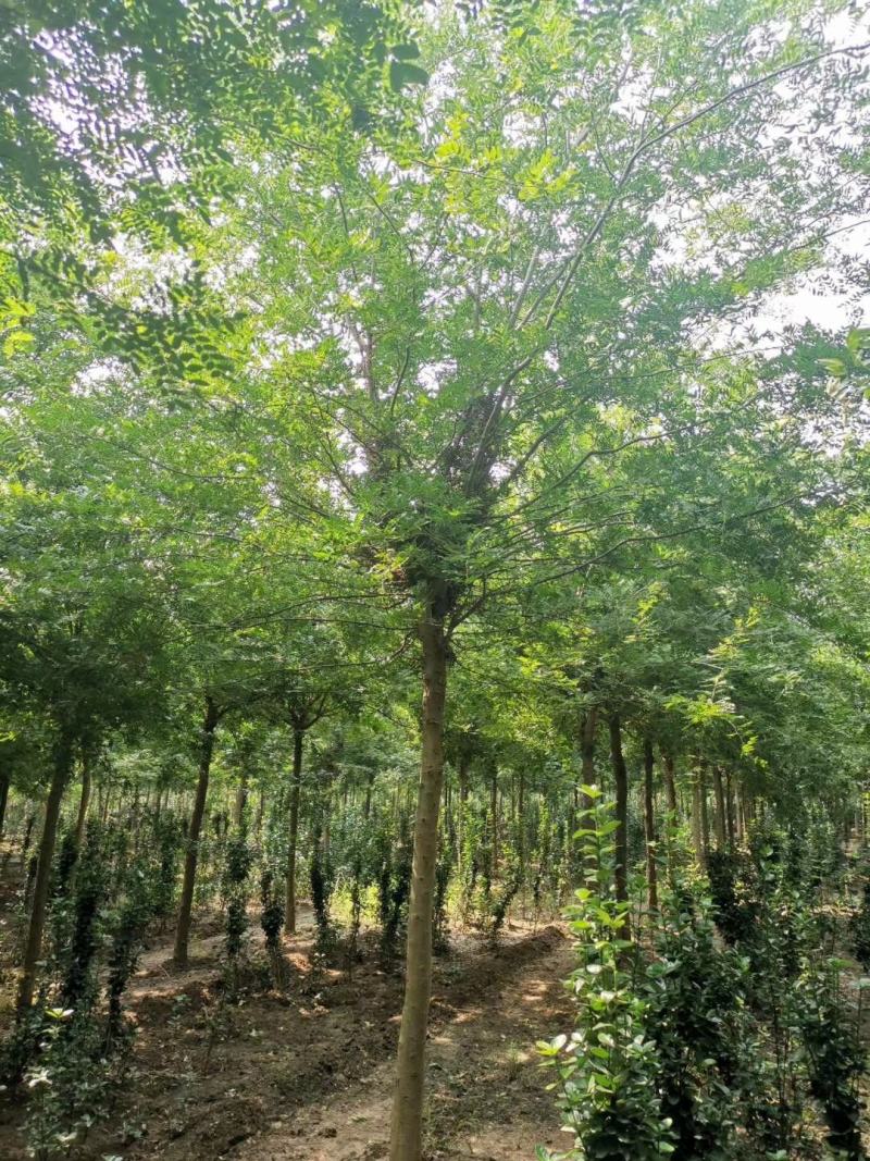 1500亩精品皂角等待出嫁，规格齐全，欢迎选购，自家苗圃
