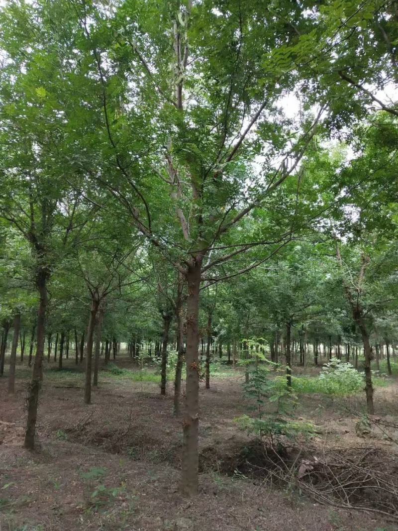 1500亩精品皂角等待出嫁，规格齐全，欢迎选购，自家苗圃