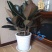 室内客厅大型绿植花卉盆栽观叶植物黑金刚橡皮树