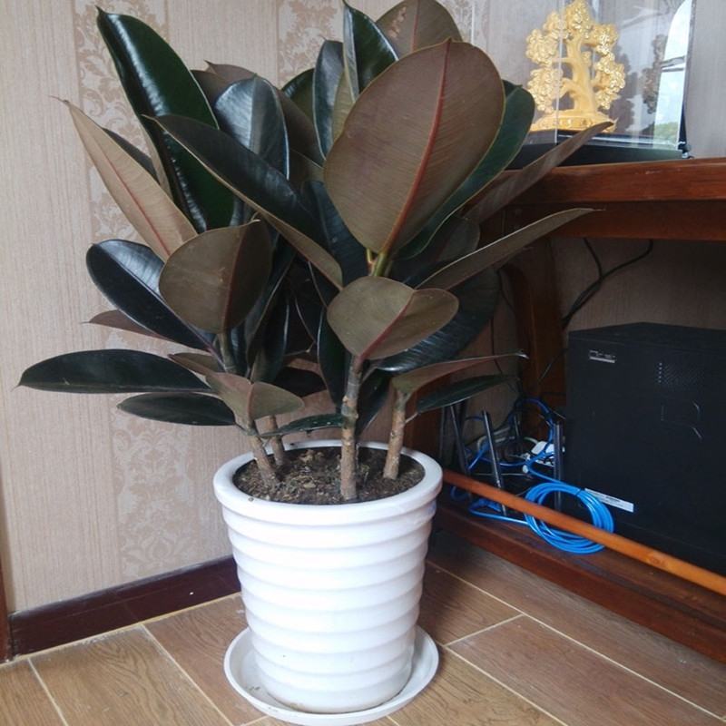 室内客厅大型绿植花卉盆栽观叶植物黑金刚橡皮树
