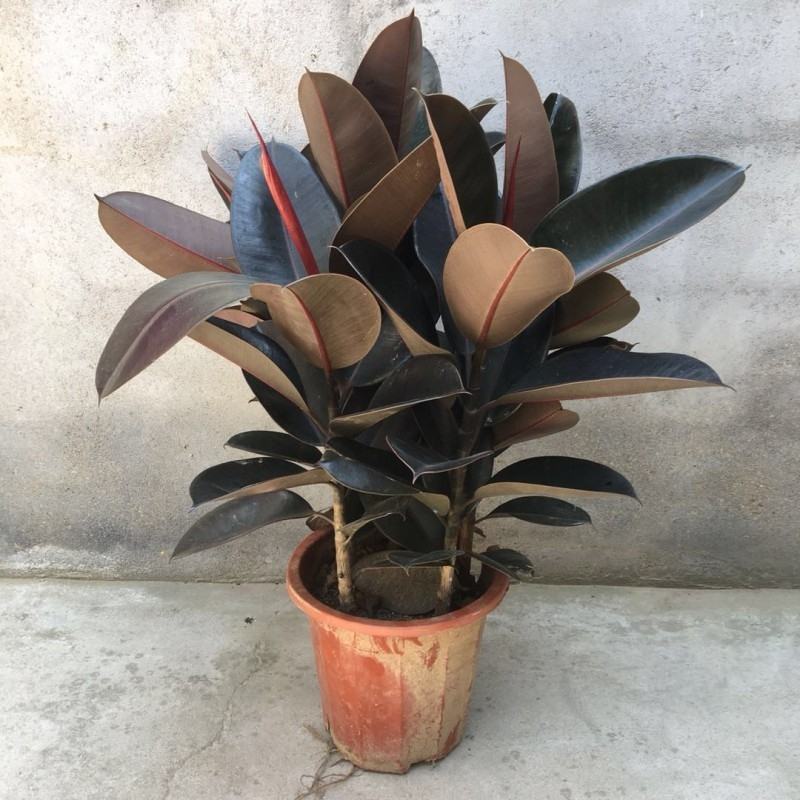 室内客厅大型绿植花卉盆栽观叶植物黑金刚橡皮树