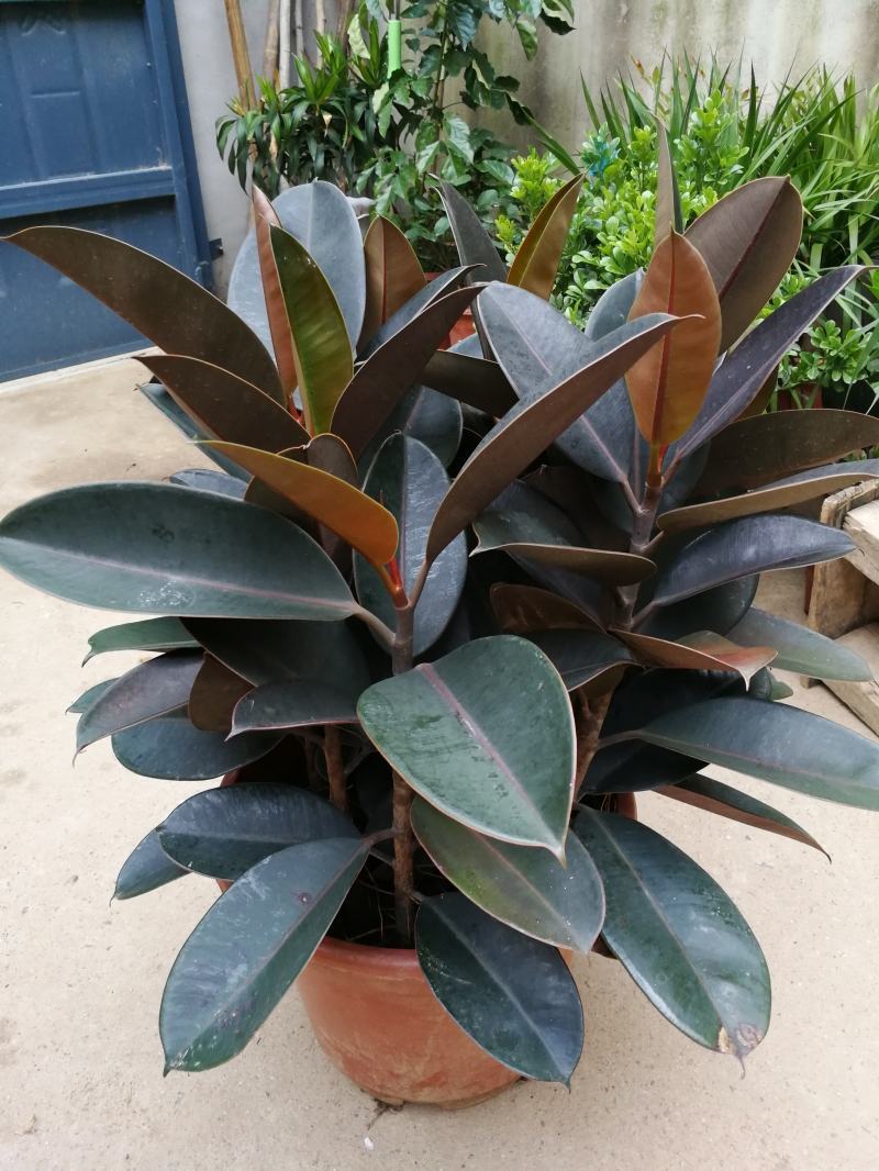 室内客厅大型绿植花卉盆栽观叶植物黑金刚橡皮树