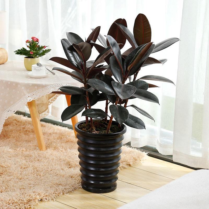 室内客厅大型绿植花卉盆栽观叶植物黑金刚橡皮树