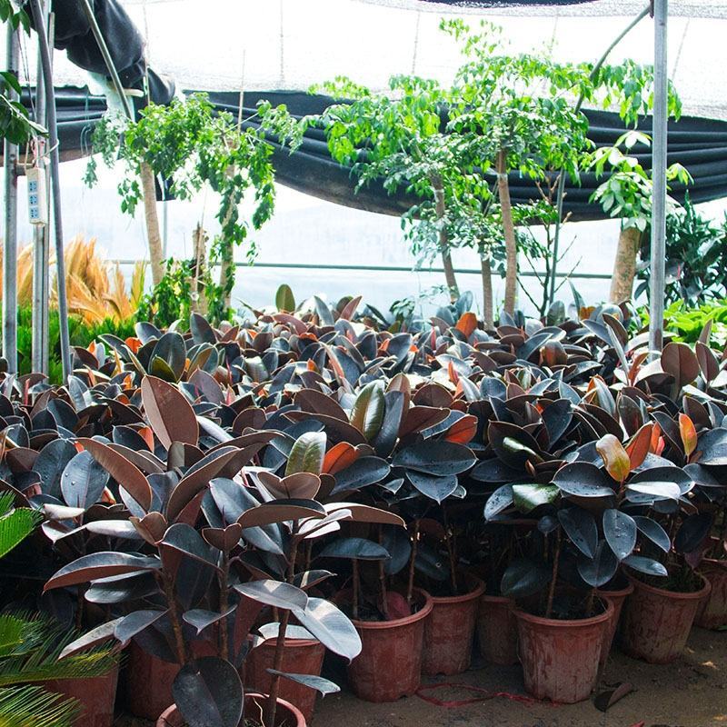室内客厅大型绿植花卉盆栽观叶植物黑金刚橡皮树