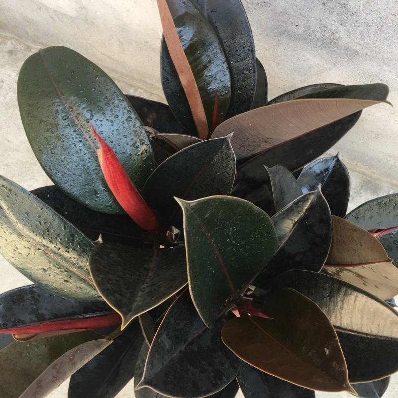 室内客厅大型绿植花卉盆栽观叶植物黑金刚橡皮树