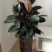 室内客厅大型绿植花卉盆栽观叶植物黑金刚橡皮树