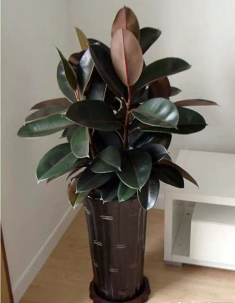 室内客厅大型绿植花卉盆栽观叶植物黑金刚橡皮树