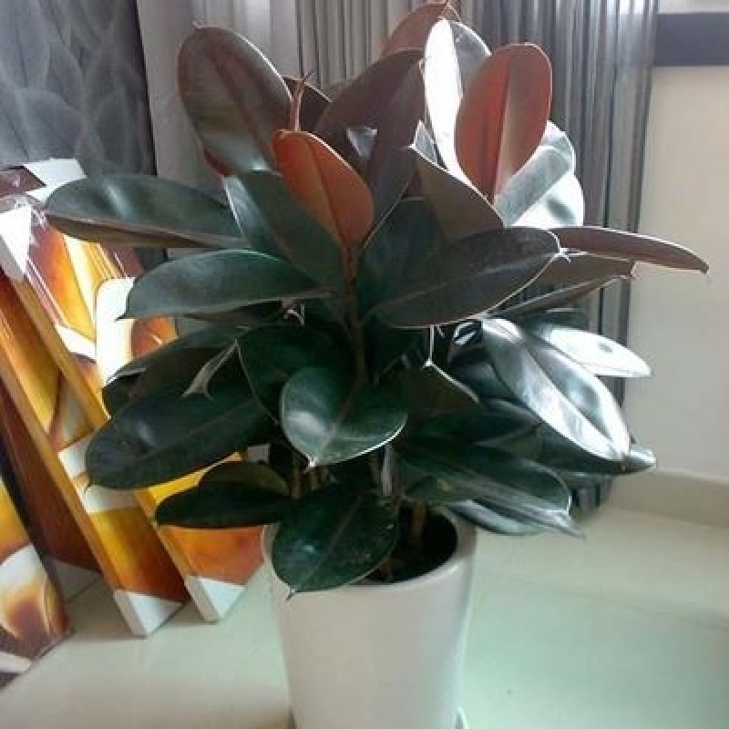室内客厅大型绿植花卉盆栽观叶植物黑金刚橡皮树