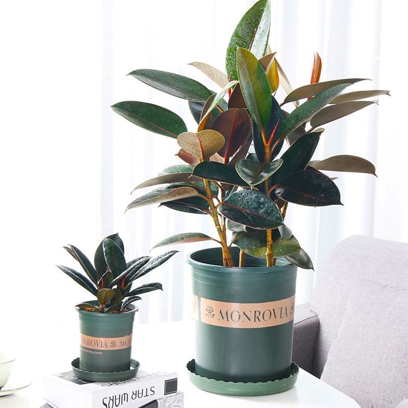 室内客厅大型绿植花卉盆栽观叶植物黑金刚橡皮树