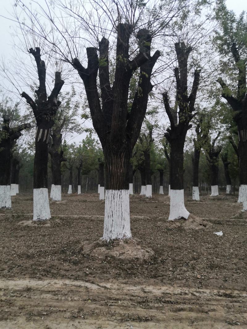 【精品国槐】15-20公分国槐处理，山东基地2000亩